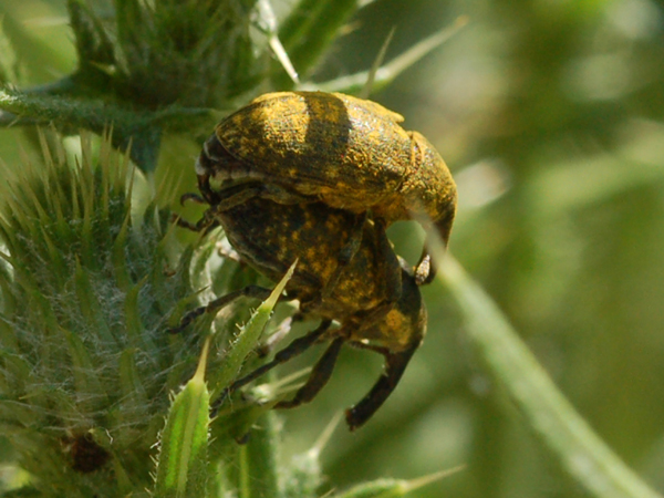 Larinus cynarae ?